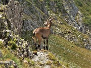 60 Stambecco al Passo della Selletta